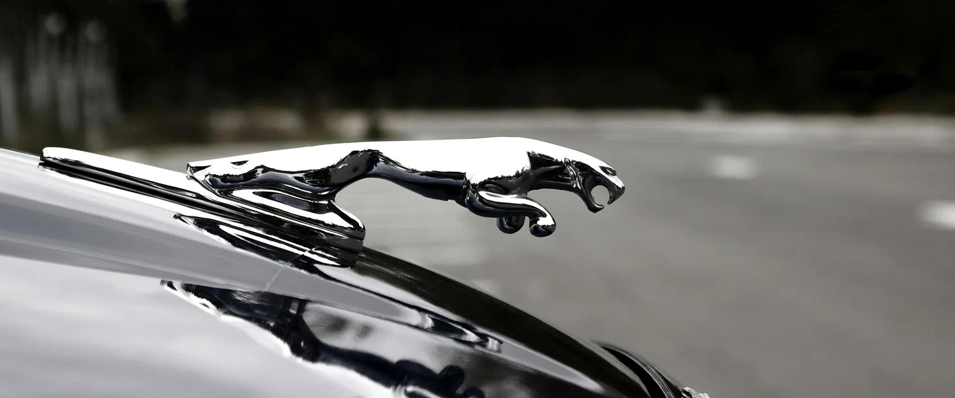 Jaguar near Belle Meade, TN